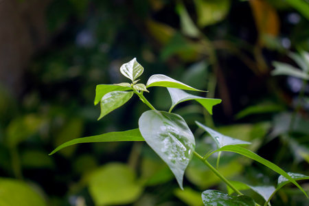 Green leaves with nature after rain with blurred background