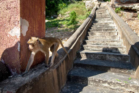 Monkeys in temples in Lop Buri province in Thailandの写真素材