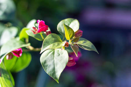 Pink bougainvillea flower with green leaves and blurred backgroundの写真素材