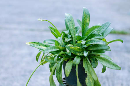 Flowers and ornamental plants in black potsの写真素材