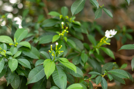 Flowers and leaves with morning sun and blurred backgrounds
