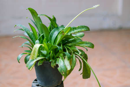 Flowers and ornamental plants in black potsの写真素材