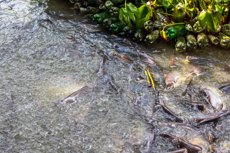 Many pangasius in the Chao Phraya River in Nonthaburi Province in Thailand