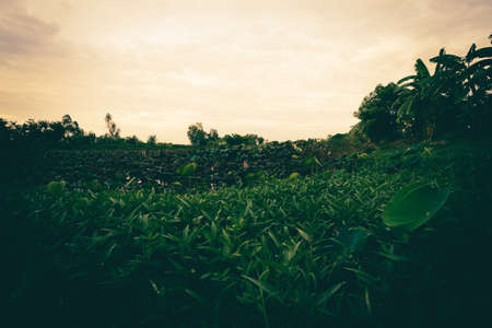 Lotus ponds and green plants of various species in the gardenの写真素材