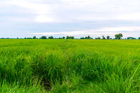 Vast green rice fields and beautiful natural scenery in Thailandの写真素材