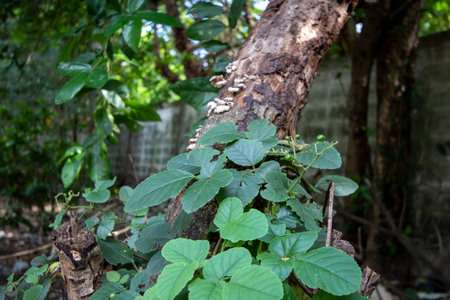 The ivy grows on the dead tree trunk and the background is blurred.