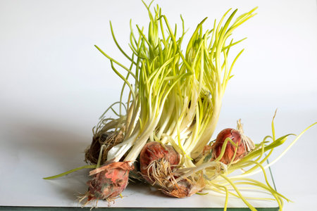 Shallots are sprouting young leaves isolated on a white background.