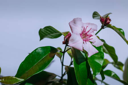 Beautiful pink flowers blooming on the tree with a white background.の写真素材