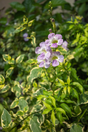 Fresh purple flowers blooming beautifully on a blurred background.