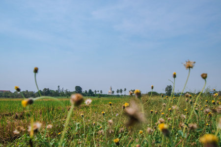 View of a vast rice field with a large golden Buddha in the back under the blue sky.