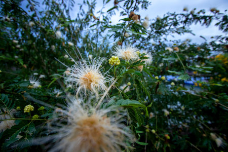 Yellow flowers that are blooming beautifully in the tropics.