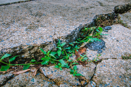 The green grass growing between the broken concrete