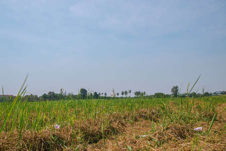 View of a vast rice field with a large golden Buddha in the back under the blue sky.の写真素材
