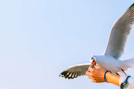 A white seagull eating food from the hands of a touristの写真素材