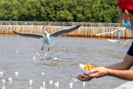 A white seagull eating food from the hands of a touristの写真素材