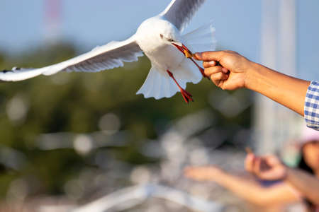 A white seagull eating food from the hands of a touristの写真素材