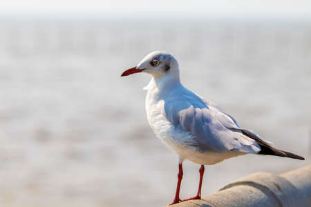 Migratory seagull standing on concrete bridge rail by the sea with blurred background.の写真素材