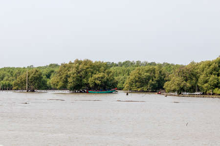 Forest trees and natural wetlands by the sea in Thailand.の写真素材