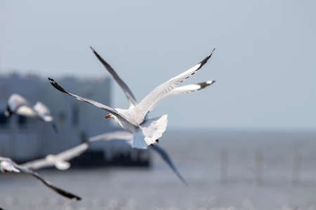 Seaside scenery with seagulls with beautiful reflections and sky in the background.の写真素材