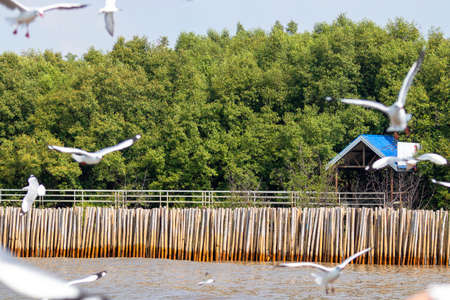 Forest trees and natural wetlands by the sea in Thailand.の写真素材