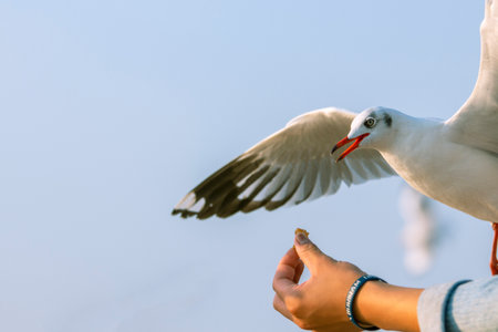A white seagull eating food from the hands of a touristの写真素材