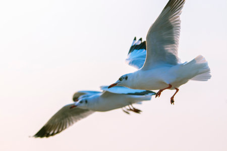 A flock of seagulls on the coast at Samut Prakan Province in Thailand.の写真素材