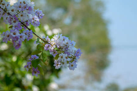 Beautiful blooming flowers on trees with blurred background.の写真素材
