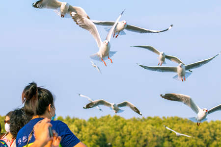 A white seagull eating food from the hands of a touristの写真素材
