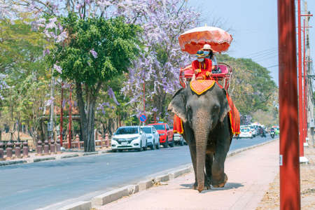 Elephants that are taking tourists to walk through ancient historical architecture in Ayutthaya Historical Park in Thailand.のeditorial素材