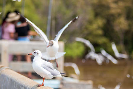 Seagulls are flying for food at Bang Pu, Samut Prakan Province in Thailand.の写真素材