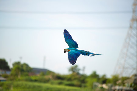 Macaw parrots fly beautifully in the sky.の写真素材