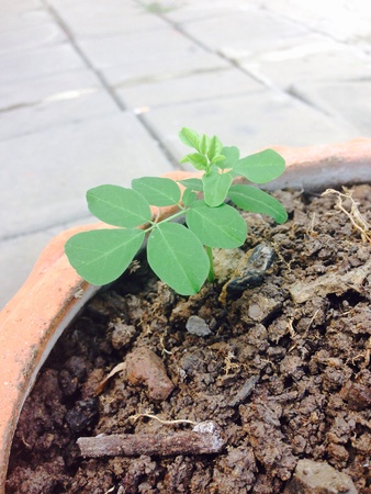 Young seedlingsの素材