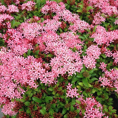 Pink flowersの素材