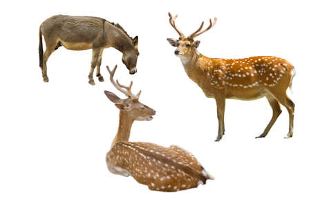 animal isolatedの写真素材