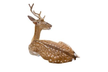 deer isolateの写真素材
