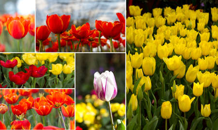 multi tulipの写真素材