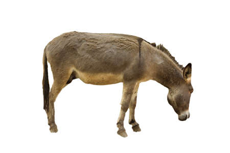 donkey isolateの写真素材