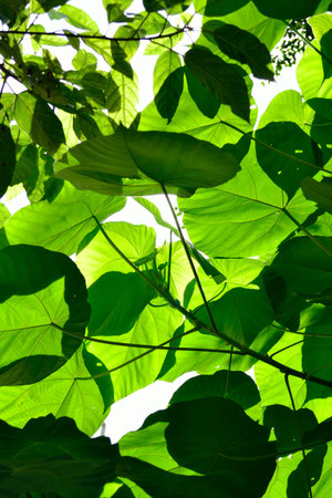 Green leaves