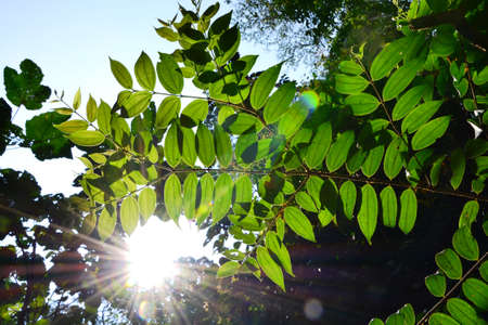 Green leavesの写真素材