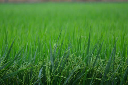 Strawの写真素材