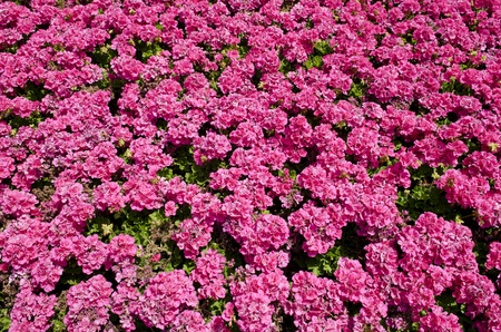 bright pink flowers in the sunshineの写真素材