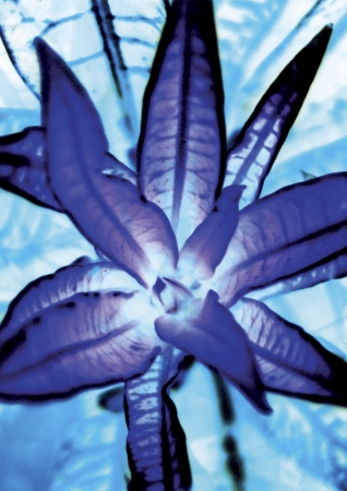 abstract blue flower detailの写真素材