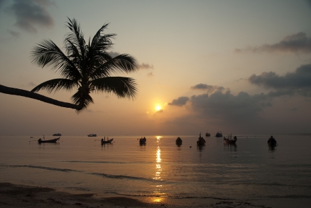 palm tree and boats at sunset on tropical island ko tao thailandの写真素材