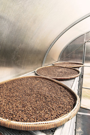 detail of trays of kampot organic pepper inside drying room in cambodia
