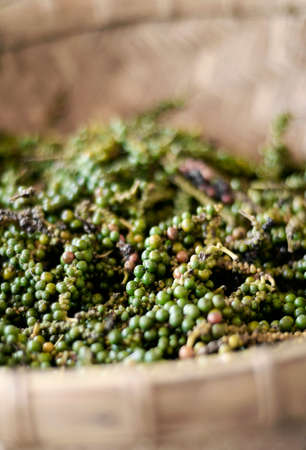 pods of raw freshly picked organic kampot green peppercorns in cambodiaの写真素材