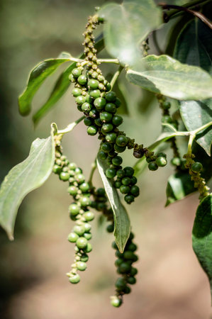 organic peppercorn pods growing on pepper vine plant in kampot cambodiaの写真素材