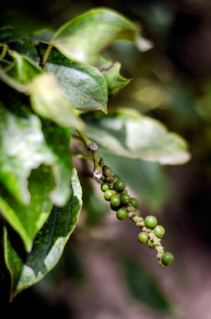 peppercorn pod close-up growing in organic pepper farm in kampot cambodiaの写真素材