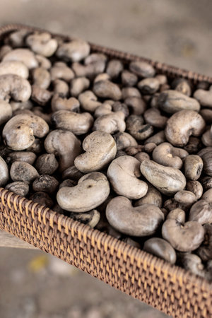 organic whole cashew seeds in thailand farmの写真素材