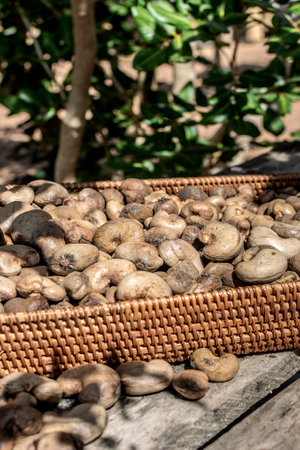 organic whole cashew seeds in thailand farmの写真素材