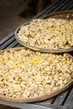 freshly harvested raw yellow silkworm cocoons in traditonal farm on Silk Island cambodia